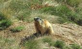 06 Lady marmotta